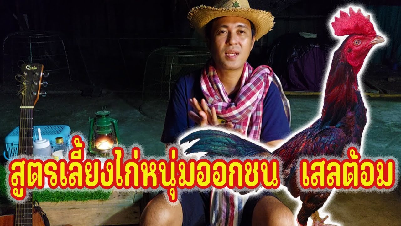 สูตรเลี้ยงไก่หนุ่มออกสนาม สไตล์ เสลต้อม