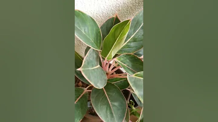 Sapphire Suzanne Aglaonema, Chinese Evergreen Aglaonema Varieties🌱 #shorts