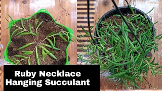 How to grow Ruby Necklace / Ruby Necklace hanging succulant