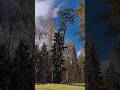 Когда лес оживает. 🩵💚🌿