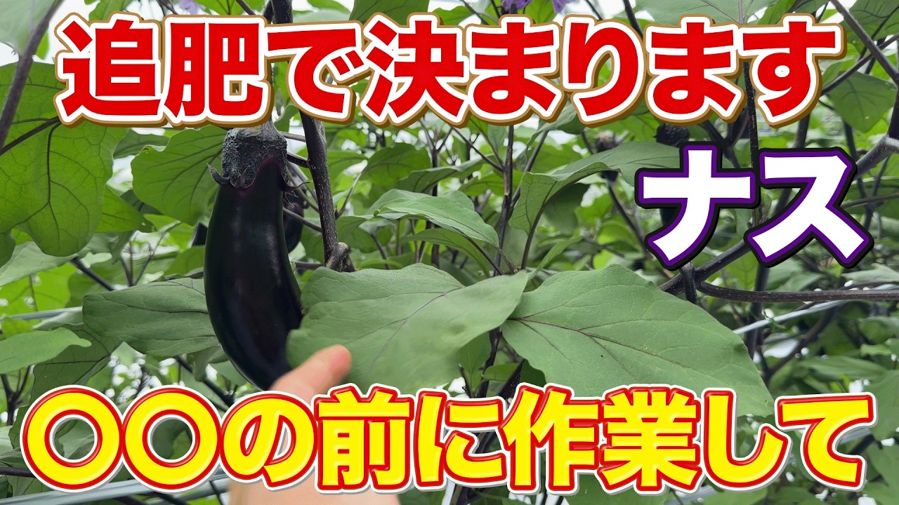 Boost Your Yield] The Most Important July Task for Eggplants