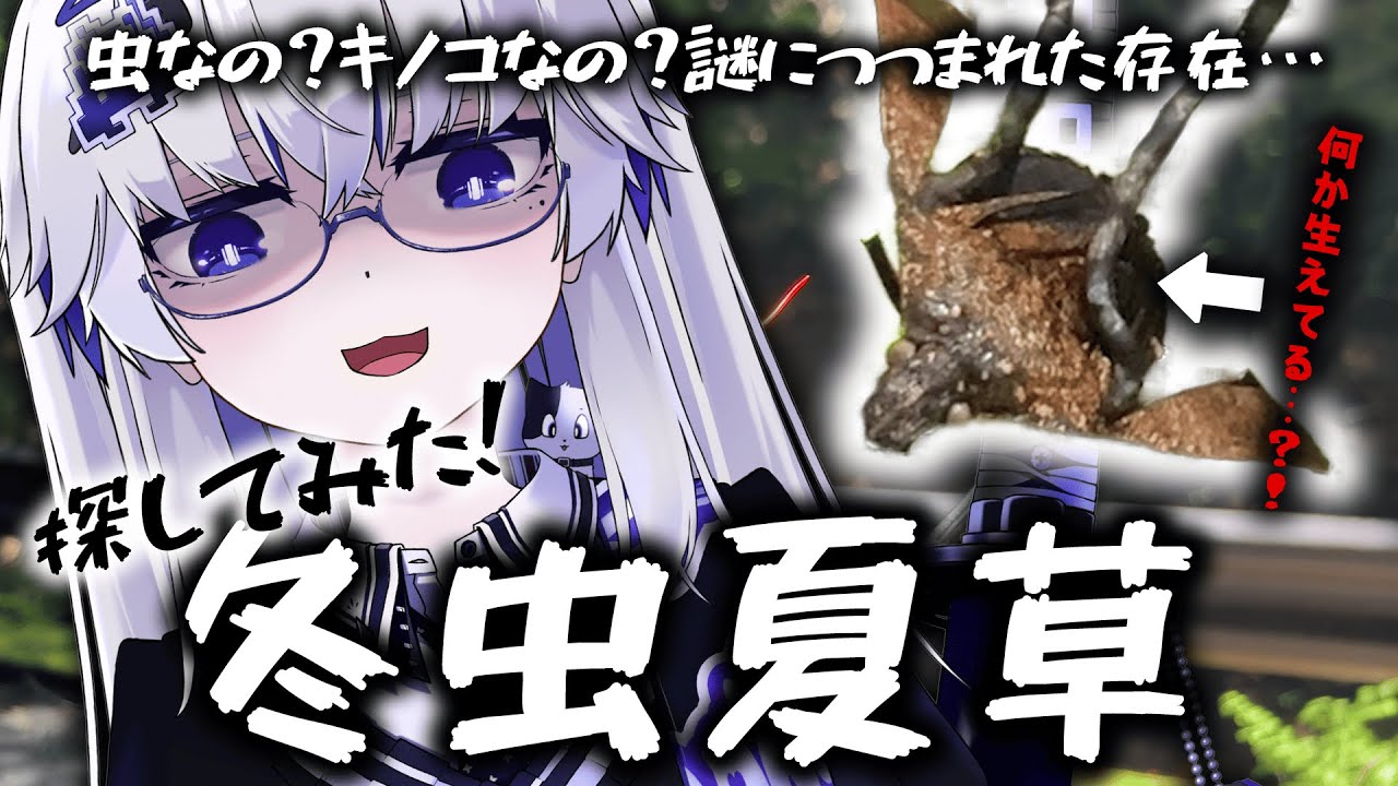 【冬虫夏草】知る人ぞ知る