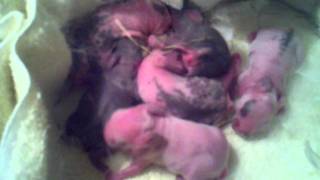 baby-bunz_day2.3gp