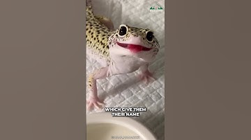 Leopard Gecko | Cutest Reptile Ever?