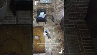 Surveillance video catches possum stealing package of cookies from Texas porch