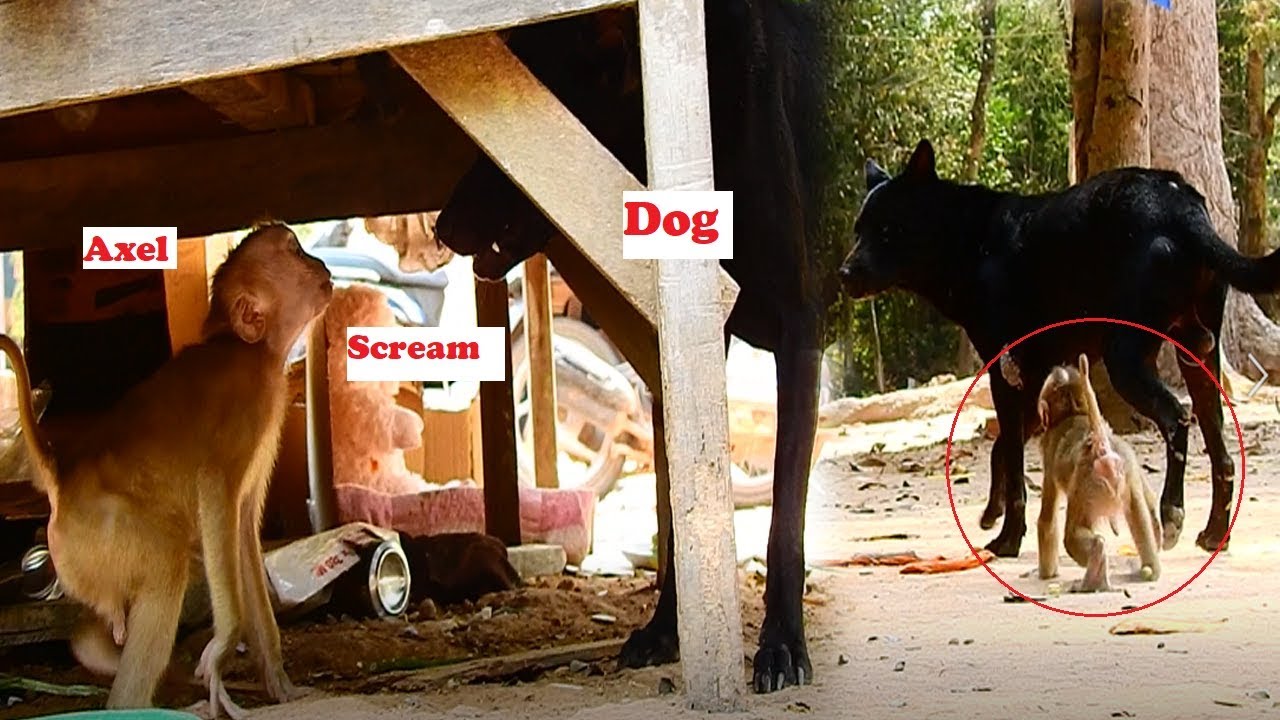 D10-P4 Poor abandon Axel scream when see Dog look much angry with Dog ...
