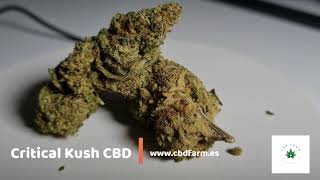 Critical Kush CBD - www.cbdfarm.es