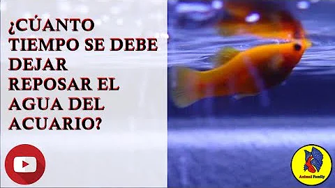 ¿Cuánto tarda en asentarse el agua del estanque?