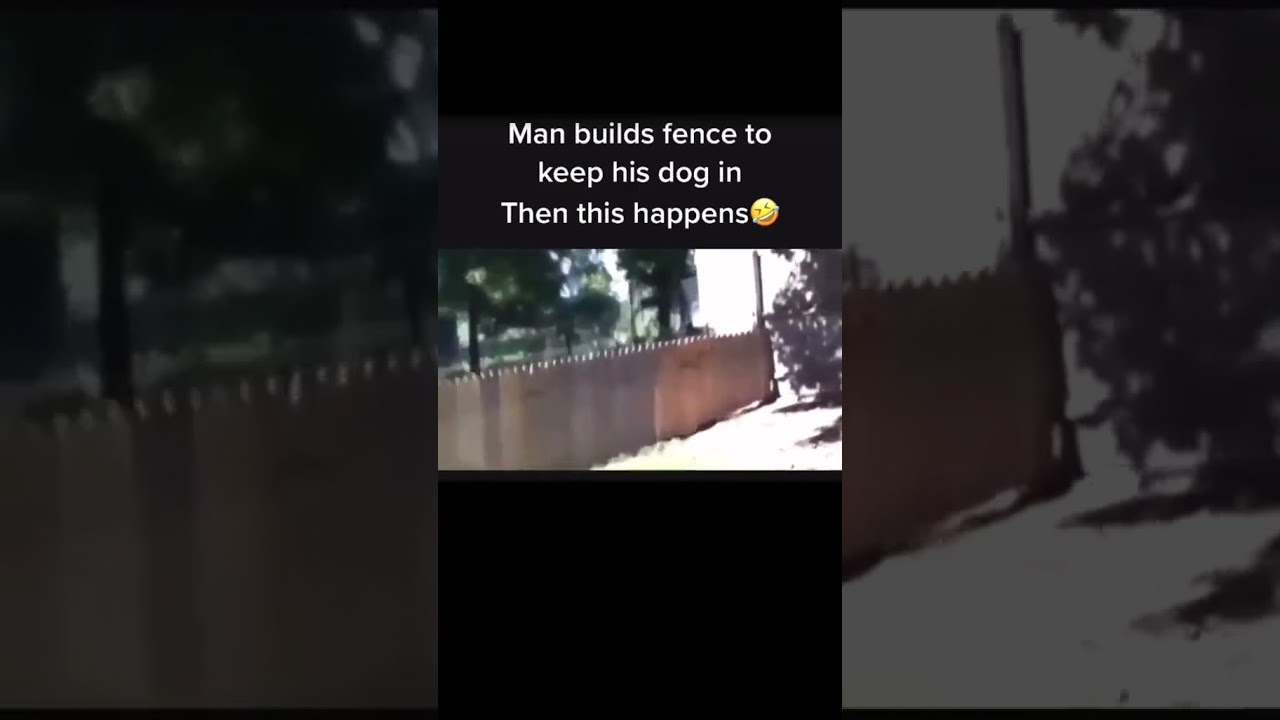 Dog jumps over new fence 