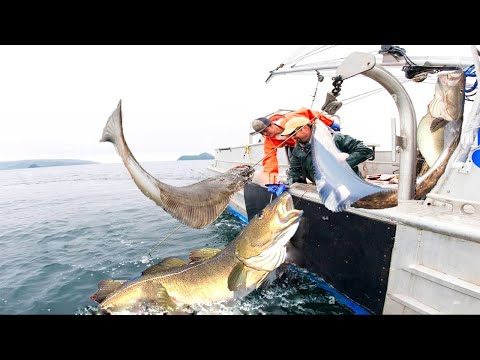 longline fishing, Commercial Fishermen Fishing Vessel - Catch a lot of cod and Halibut on the sea #3