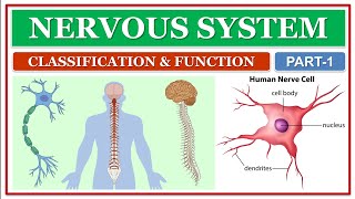 NERVOUS SYSTEM | PART-1 | CLASSIFICATION AND FUNCTION OF NERVOUS SYSTEM