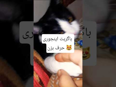 گربت متوجه حرفات میشه     نزهه   دحمان بامداد خمار