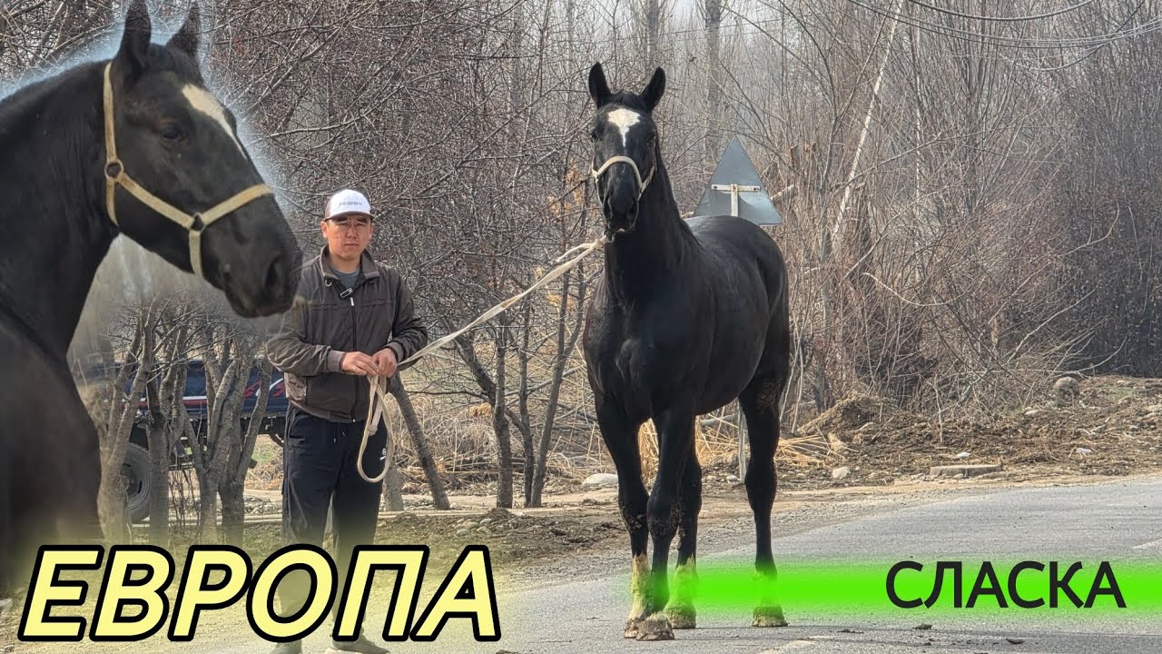 Кара кашка ЕВРОПА ДОКУМЕНТИ МЕНЕН КАМБАРДА