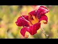 Për Lilin - Drilon Shatri