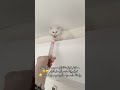 لك شو طالعو لهون Cat Funnycat Catsoftiktok Pets Fyp Catlovers Viralshorts 