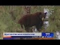 Bear sighting in Hansen Dam