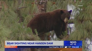 Bear sighting in Hansen Dam