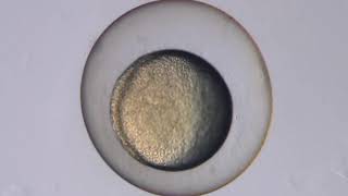 Zebrafish Development