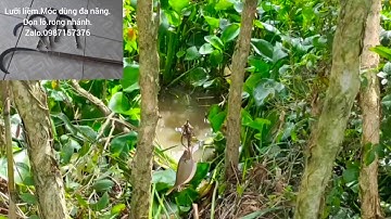 câu cá mùa này cá gom . nhưng do con nước cũng phải chạy nhiều điểm|nature fishing |#tranchungcuchi