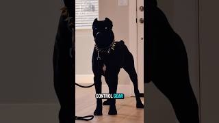 Your Dog Is Stronger Than You #dogfacts #dogcoach #3dogs #dogbreeds