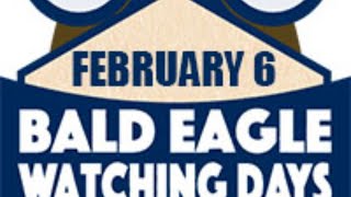 We Snow Birds Bald Eagle Behavior and Habitat