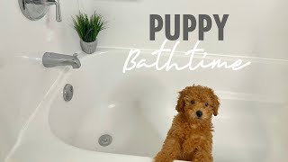 HOW TO GIVE YOUR NEW PUPPY A BATH  Toy Poodle Care Tips