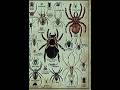 Types of Spiders | Tarantula