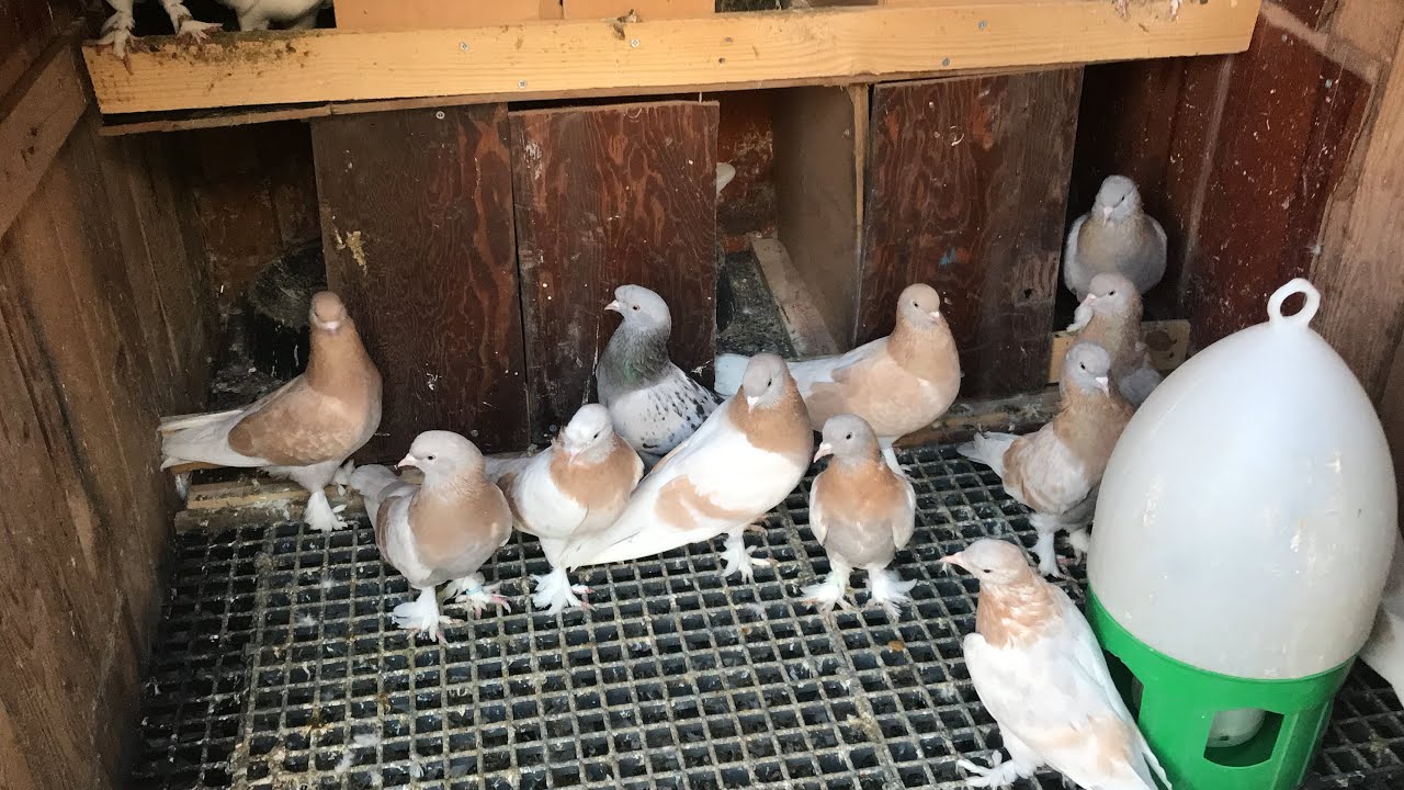 GÜVERCİN LİMONİ VE BEYAZ CANDIR GERiSİ HEYECANDIR DAMIZLIKLARIMIZ VE UÇUM  İYİ SEYİRLER 0535 7166487