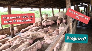 Nos dias de hoje dá para ganhar dinheiro criando suínos ( porcos )