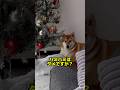 【我慢】じゃあこっちでええわ #柴犬ロック #柴犬ボブ