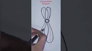 Chromosome Diagram ✍🏼 #easy #shorts #ytviral #drawing