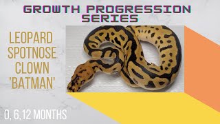 Leopard Spotnose Clown Ball Python Baby to Sub-Adult Size Growth- Growth Progression Series