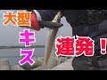 堤防から投げ釣りで大型キス連発！カレイも登場！【投げ釣り】