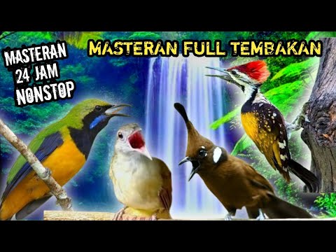 MASTERAN SPESIAL LEDAKAN 2024 KOMPILASI MEWAH UNTUK SEMUA JENIS BURUNG MURAI BATU DAN CUCAK IJO !!