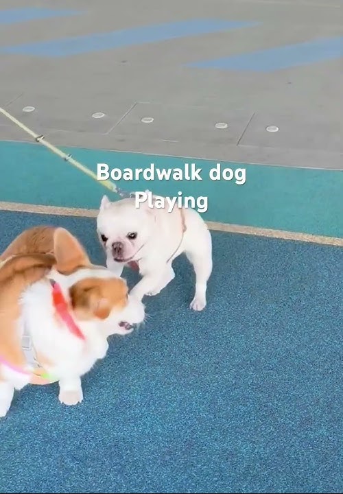 Dogpet care animal #dogpetlovers#short #viralshort#shortsfeed #ytvideo#dogshortclips