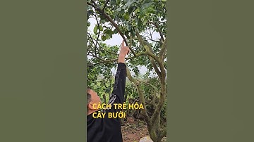 Cách trẻ hóa cây bưởi do ghép đầu cành#sonsumo#câyănquả #sangtao
