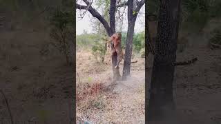 How well do leopards keep their food in the trees?