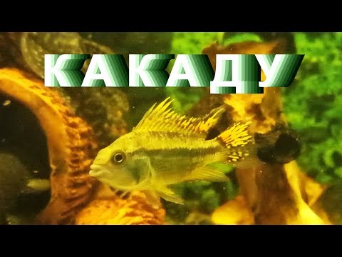 Апистограмма Какаду / Apistogramma cacatuoides