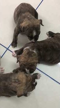 American staffordshire terrier puppies for sale in ga