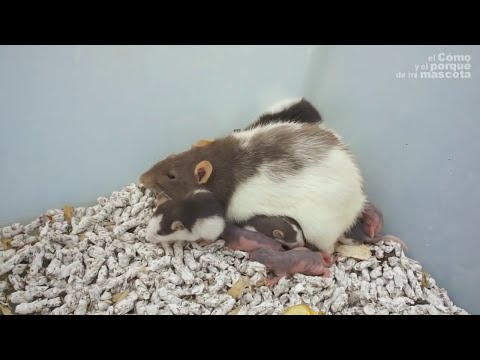 Wideo: Jak Stwierdzić, Czy Szczur Jest W Ciąży