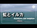 【幻想的な景色】イルカと虹