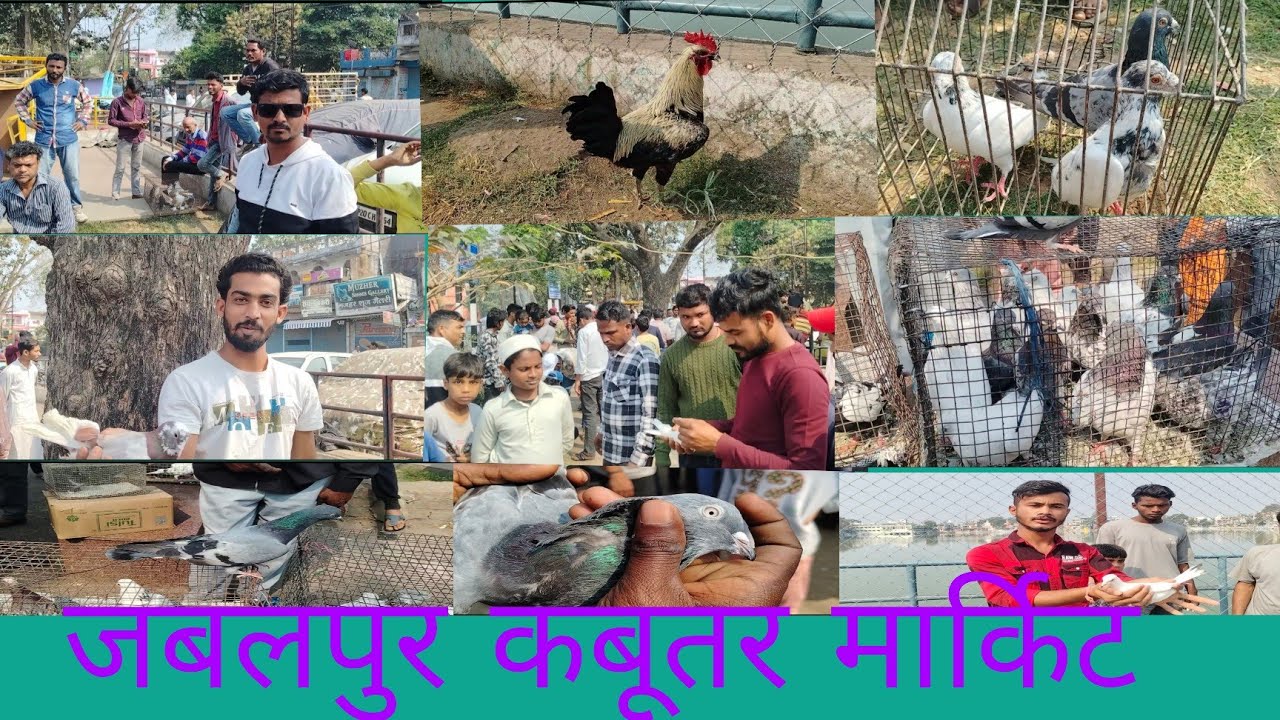 जबलपुर कबूतर मार्किट #pigeon #jabalpurmarket #birds #vilogpigeon #youtube 