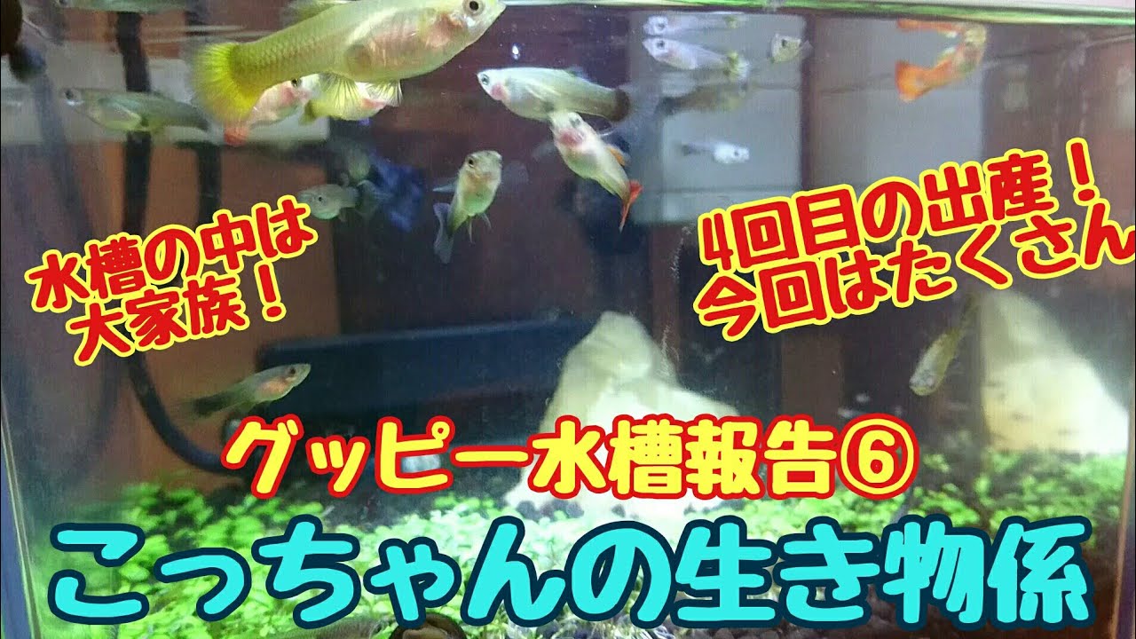グッピー水槽報告 4回目の出産 こっちゃんの生き物係 Youtube