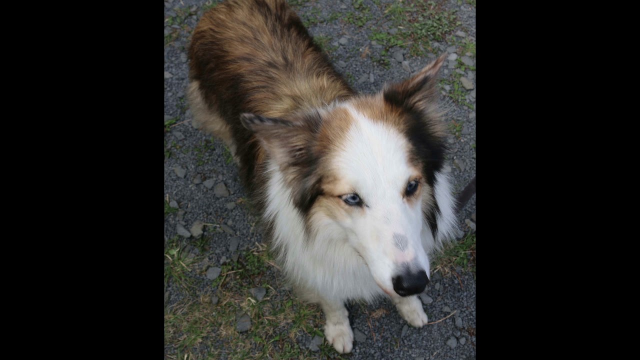 Haus der Hunde 270818 für Tierschutz