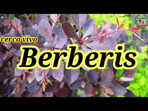 Video: ¿Tiene espinas el berberis?