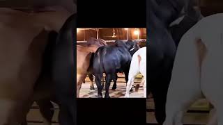 mashallah red black white bull subscribe my YouTube channel