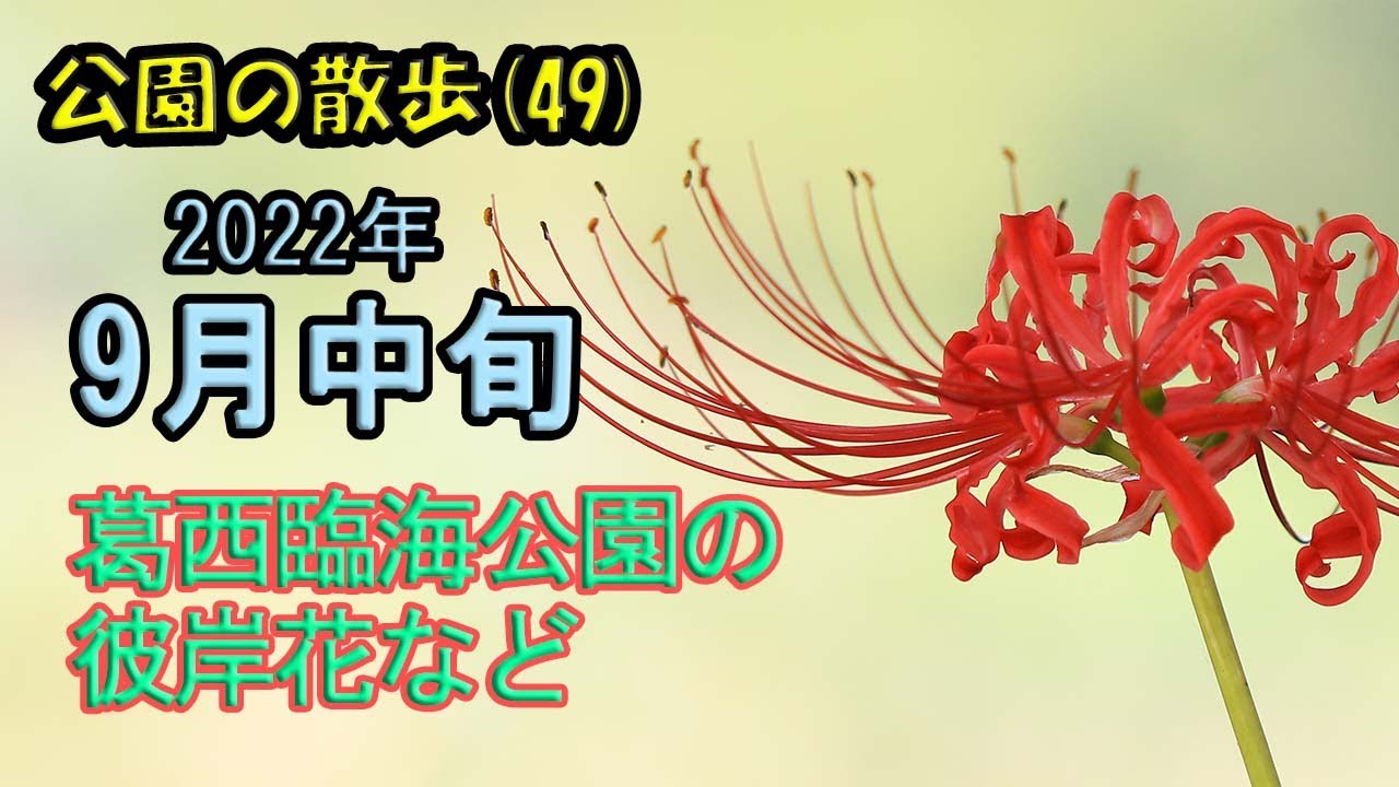 葛西臨海公園の彼岸花など ９月中旬 公園の散歩 49 Youtube