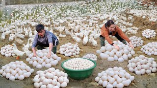 Harvesting Duck Eggs From 1000 Ducks At Farm, Making Spicy Egg Tarts | Dish For A Real Workday