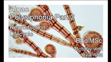 Polysiphonia Part 2