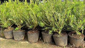 Cây hoàng dương indo? Cây lỡ giá rẽ